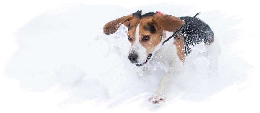 Suomen Beaglej Rjest Finska Beagleklubben Ry